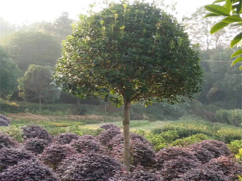 红继木球桂花树